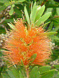 Callistemon Tangerine Dream