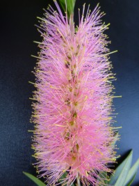 Callistemon Tinaroo x salignus