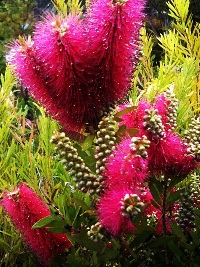 Callistemon Western Glory