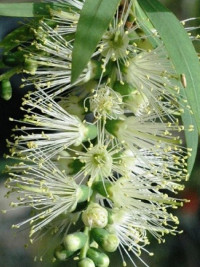 Callistemon Wilderness White