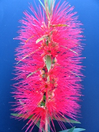 Callistemon Wildfire