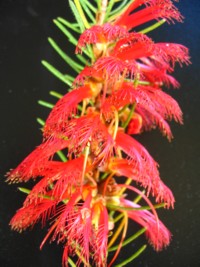 Calothamnus quadrifidus Grey Leafed Form