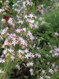 Calytrix tetragona Rich Pink