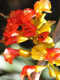 Castanospermum australe