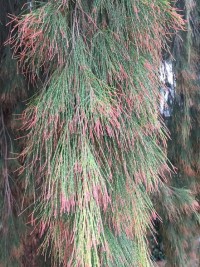 Casuarina torulosa