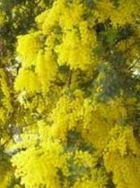 Acacia baileyana