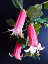 Correa mannii