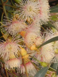 Corymbia citriodora