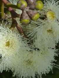 Corymbia eximia nana