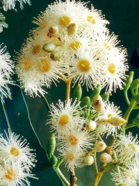 Corymbia intermedia