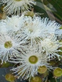 Corymbia maculata