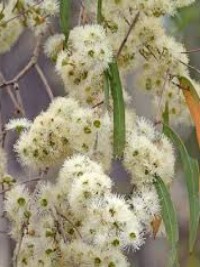 Corymbia tesselaris