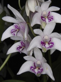 Dendrobium kingianum