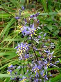 Dianella caerulea