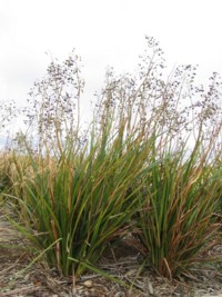 Dianella longifolia