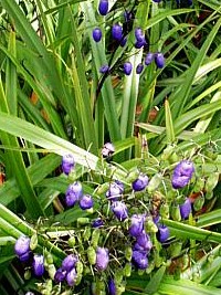 Dianella tasmanica