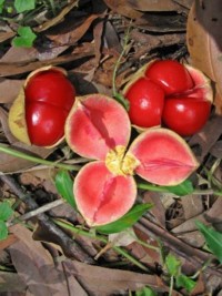 Diploglottis campbellii