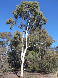 Eucalyptus argophloia