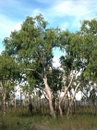 Eucalyptus bancroftii