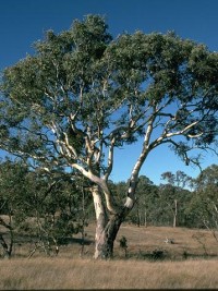 Eucalyptus blakelyi