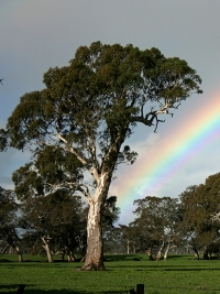 Eucalyptus camaldulensis