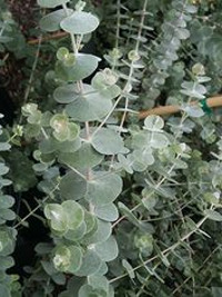 Eucalyptus cinerea