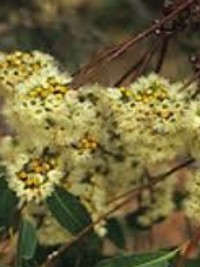 Eucalyptus cloeziana