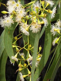 Eucalyptus crebra