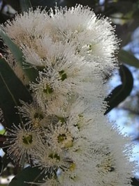 Eucalyptus curtisii