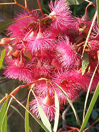 Eucalyptus leucoxylon rosea