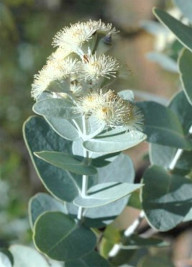 Eucalyptus melanophloia