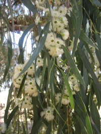 Eucalyptus melliodora