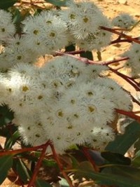 Eucalyptus moluccana