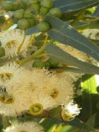 Eucalyptus olida