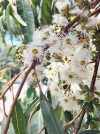 Eucalyptus propinqua