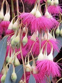 Eucalyptus sideroxylon rosea