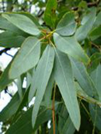 Eucalyptus staigeriana