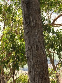 Eucalyptus tindaliae