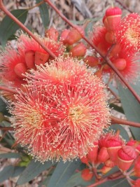 Eucalyptus Torwood Hybrid