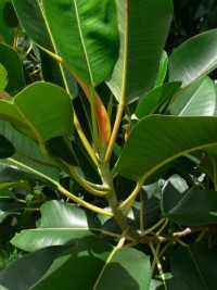 Ficus watkinsiana