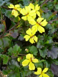 Goodenia hederacea