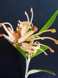 Grevillea Apricot Charm