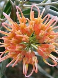 Grevillea Apricot Glow