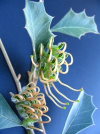 Grevillea aquifolium