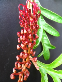 Grevillea Aussie Crawl