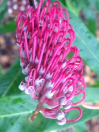 Grevillea barklyana