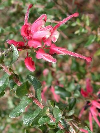 Grevillea baueri ssp asperula