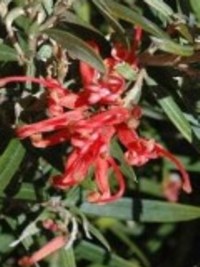 Grevillea Big Red