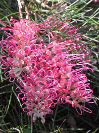 Grevillea Billy Bonkers