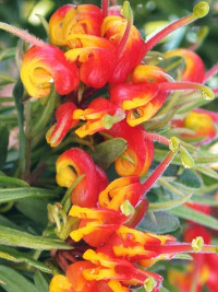 Grevillea Bonnie Prince Charlie